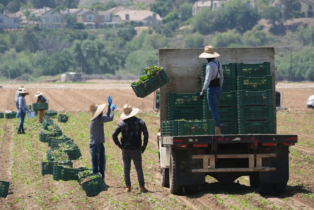farmers