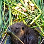 cfd8ba07a125f6479e1c4b9136cf01cb