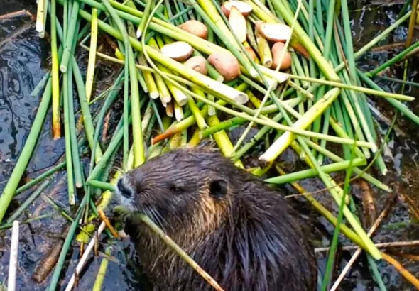 cfd8ba07a125f6479e1c4b9136cf01cb