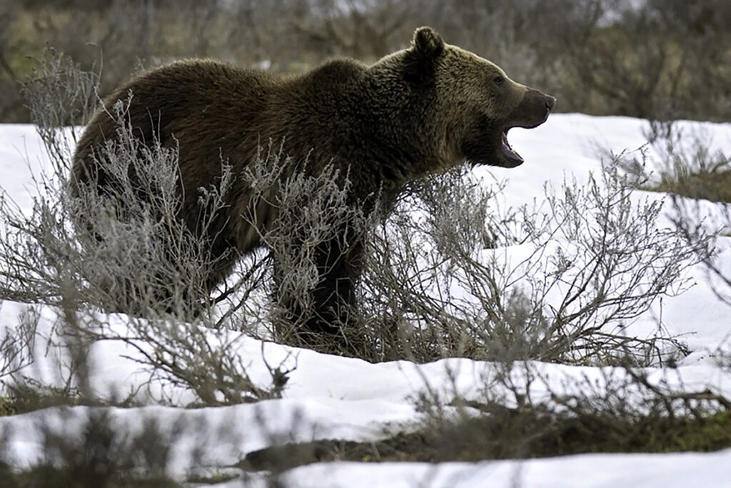 Griz_2_t1170