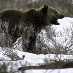Griz_2_t1170