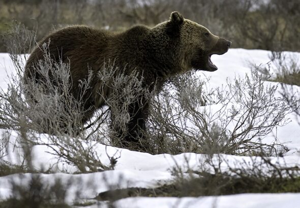 Griz_2_t1170