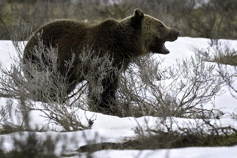 Griz_2_t1170